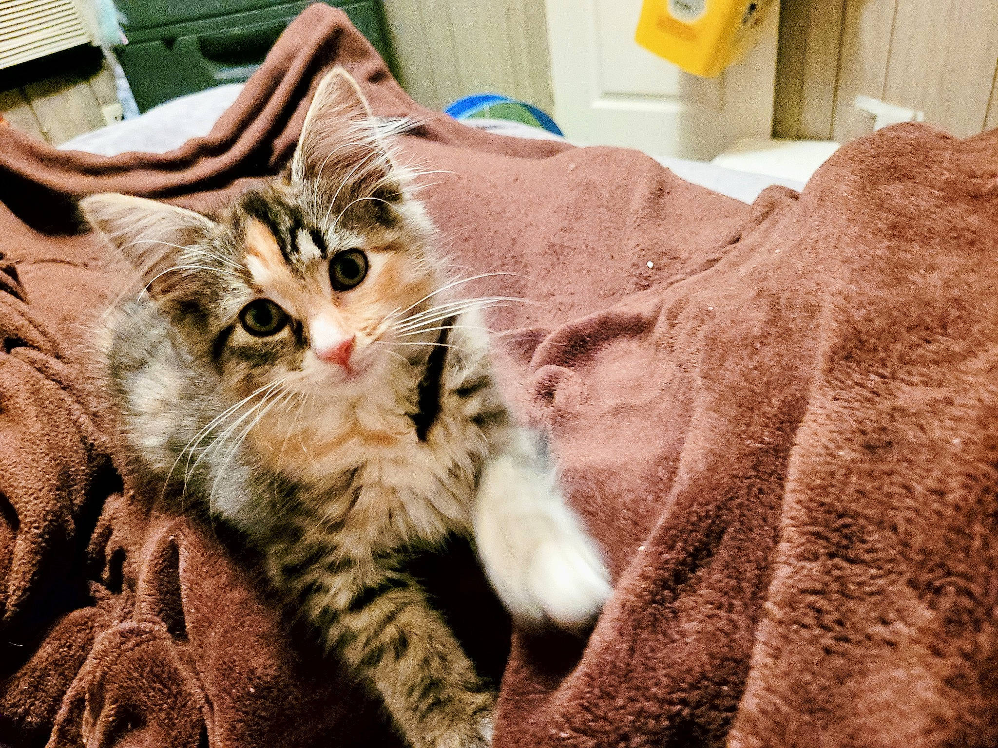 Butterscotch joined the competition — help win amazing prizes! bed, carnivore, cat, claw, comfort, domestic_short_haired_cat, fawn, felidae, fur, grass, paw, plant, sitting, small_to_medium_sized_cats, snout, tail, tree, whiskers, wood