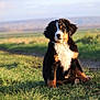Albane participe au concours pour gagner de l'argent avec cette photo : animal, bernese_mountain_dog, canine, cute, daylight, dog, field, fur, grass, nature, outdoor, path, pet, portrait, puppy, rural, scenic, sitting, sunlight, young