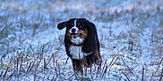 Albane a rejoint le concours — aidez-le/la à gagner de superbes lots ! active, animal, bernese_mountain_dog, canine, dog, ears, field, fur, grass, happy, mammal, nature, outdoor, pet, playful, puppy, running, smiling, snow, winter