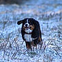 active, animal, bernese_mountain_dog, canine, dog, ears, field, fur, grass, happy, mammal, nature, outdoor, pet, playful, puppy, running, smiling, snow, winter
