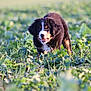 Albane a rejoint le concours — aidez-le/la à gagner de superbes lots ! animal, bernese_mountain_dog, canine, cute, dog, eyes, field, fur, grass, greenery, muzzle, nature, outdoor, pet, playful, puppy, snack, summer, sunlight, young