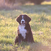 Albane a rejoint le concours — aidez-le/la à gagner de superbes lots ! adorable, animal, bernese_mountain_dog, canine, cute, daylight, dog, field, fluffy, fur, grass, mammal, nature, outdoor, peaceful, pet, puppy, sitting, sunlight, young