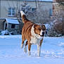 Looping a rejoint le concours — aidez-le/la à gagner de superbes lots ! animal, blurred_background, brown, canine, cold, daylight, dog, fur, house, mammal, nature, outdoor, person, pet, playful, snow, walking, white, winter, yard