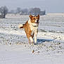 Looping participe au concours pour gagner de l'argent avec cette photo : active, animal, brown, canine, cold, daytime, dog, field, fur, grass, landscape, nature, outdoor, pet, playful, running, snow, snowy_field, white, winter