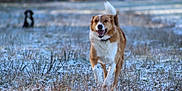 Looping a rejoint le concours — aidez-le/la à gagner de superbes lots ! animal, blurred_background, brown, canine, daytime, dog, field, fur, grass, happy, landscape, nature, outdoor, pet, playful, running, snow, two_dogs, white, winter