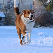 Looping participe au concours pour gagner de l'argent avec cette photo : animal, background, canine, cold, daylight, dog, doghouse, fur, happy, joy, landscape, mammal, nature, outdoor, pet, playful, running, snow, tail, winter