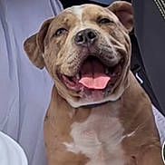 Big Baby joined the competition — help win amazing prizes! dog, car, pet, happy, panting, brown, white, seat, canine, inside, smiling, animal, domestic, friendly, tongue, ears, fur, sitting, vehicle, companion