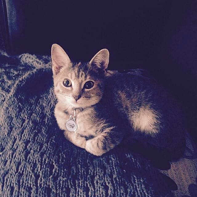 Nippy joined the competition — help win amazing prizes! animal, blanket, cat, collar, cozy, cute, domestic, ears, feline, fur, indoor, kitten, looking, paws, pet, resting, small, texture, whiskers, young