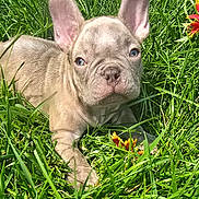 Jasper is registered to the contest to win money with this photo: dog, puppy, french_bulldog, grass, flower, outdoor, pet, animal, cute, sunlight, nature, ears, close_up, greenery, young, lying_down, adorable, playful, summer, small