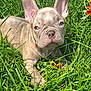 dog, puppy, french_bulldog, grass, flower, outdoor, pet, animal, cute, sunlight, nature, ears, close_up, greenery, young, lying_down, adorable, playful, summer, small