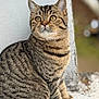 abyssinian, angora, animal, cat, egyptiancat, kitten, manx, pet