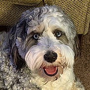 Cosmo Allen joined the competition — help win amazing prizes! animal, beige, blue_eyes, carpet, close_up, companion, couch, curly_fur, cute, dog, domestic, face, fluffy, fur, happy, indoor, looking_up, pet, sitting, tongue_out