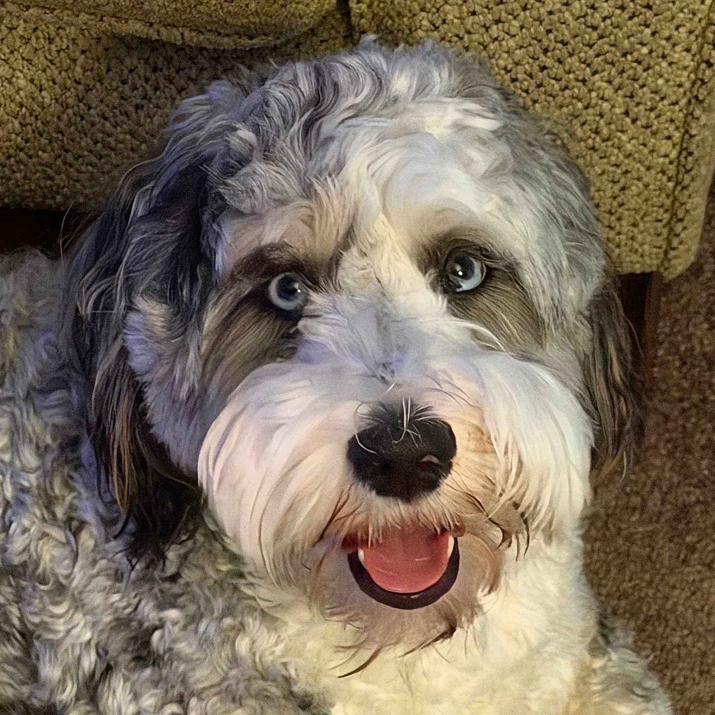 Cosmo Allen joined the competition — help win amazing prizes! animal, beige, blue_eyes, carpet, close_up, companion, couch, curly_fur, cute, dog, domestic, face, fluffy, fur, happy, indoor, looking_up, pet, sitting, tongue_out