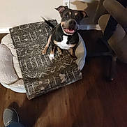 Luna joined the competition — help win amazing prizes! dog, pet_bed, blanket, wooden_floor, indoor, happy, smiling, brown_dog, white_chest, black_coat, tail, ears, office_chair, wall_outlet, shadow, footwear, jeans, flooring, home, cozy