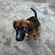 Mélo a rejoint le concours — aidez-le/la à gagner de superbes lots ! puppy, dog, blue_eyes, concrete_floor, keys, looking_up, brown_fur, black_fur, sitting, pet, animal, indoor, young_dog, canine, curious, paw, tail, ears, snout, companion
