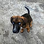 puppy, dog, blue_eyes, concrete_floor, keys, looking_up, brown_fur, black_fur, sitting, pet, animal, indoor, young_dog, canine, curious, paw, tail, ears, snout, companion