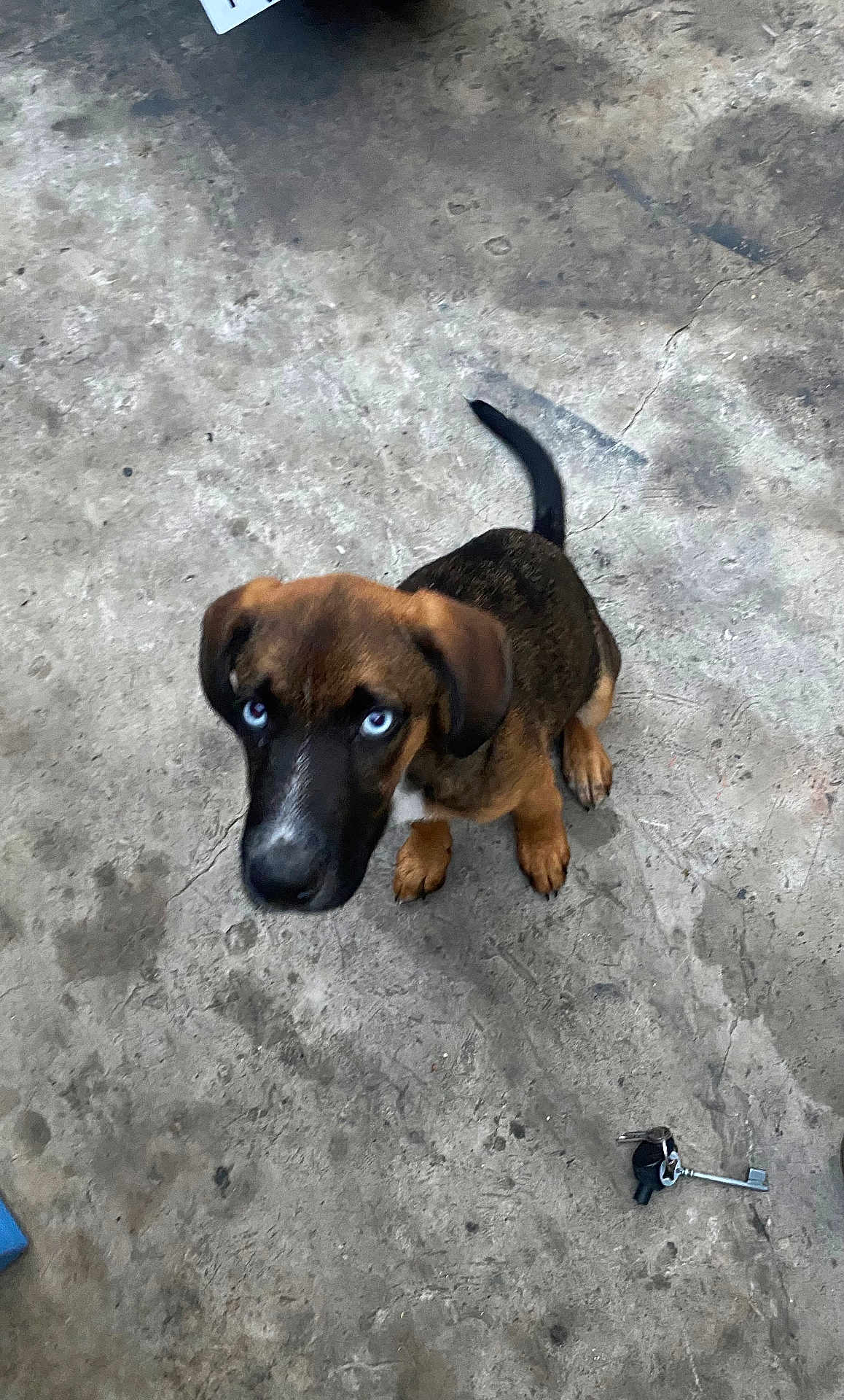 Mélo a rejoint le concours — aidez-le/la à gagner de superbes lots ! puppy, dog, blue_eyes, concrete_floor, keys, looking_up, brown_fur, black_fur, sitting, pet, animal, indoor, young_dog, canine, curious, paw, tail, ears, snout, companion