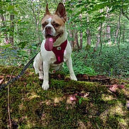 Texas participe au concours pour gagner de l'argent avec cette photo : dog, canine, pet, outdoor, forest, moss, log, greenery, nature, animal, tongue_out, happy, leash, trees, sunlight, leaves, ears_up, sitting, daytime, adventure