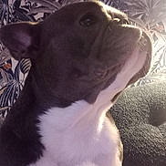 Montana participe au concours pour gagner de l'argent avec cette photo : dog, pet, indoor, close_up, portrait, canine, fur, white, brown, ear, face, couch, wallpaper, leaf_pattern, texture, light, shadow, looking_up, calm, animal