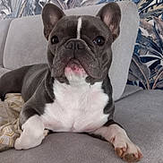 Montana a rejoint le concours — aidez-le/la à gagner de superbes lots ! animal, background, canine, comfortable, couch, dog, ears, face, french_bulldog, fur, gray, home, indoor, laying_down, nose, paw, pet, relaxing, snout, white