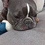 Montana participe au concours pour gagner de l'argent avec cette photo : animal, close_up, companion, couch, cute, dog, ears, face, french_bulldog, fur, grey, home, indoor, mammal, nose, pet, relaxed, resting, sleepy, white_marking