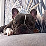 Montana a rejoint le concours — aidez-le/la à gagner de superbes lots ! animal, close_up, couch, cute, decor, dog, ears, face, french_bulldog, fur, home, indoor, laying, paw, pet, portrait, relaxed, resting, snout, wallpaper