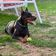 Callie joined the competition — help win amazing prizes! doberman, dog, pet, outdoor, grass, tennis_ball, tongue, collar, animal, canine, playing, sunlight, garden, swing, resting, black_and_brown, ears_up, happy, summer, nature