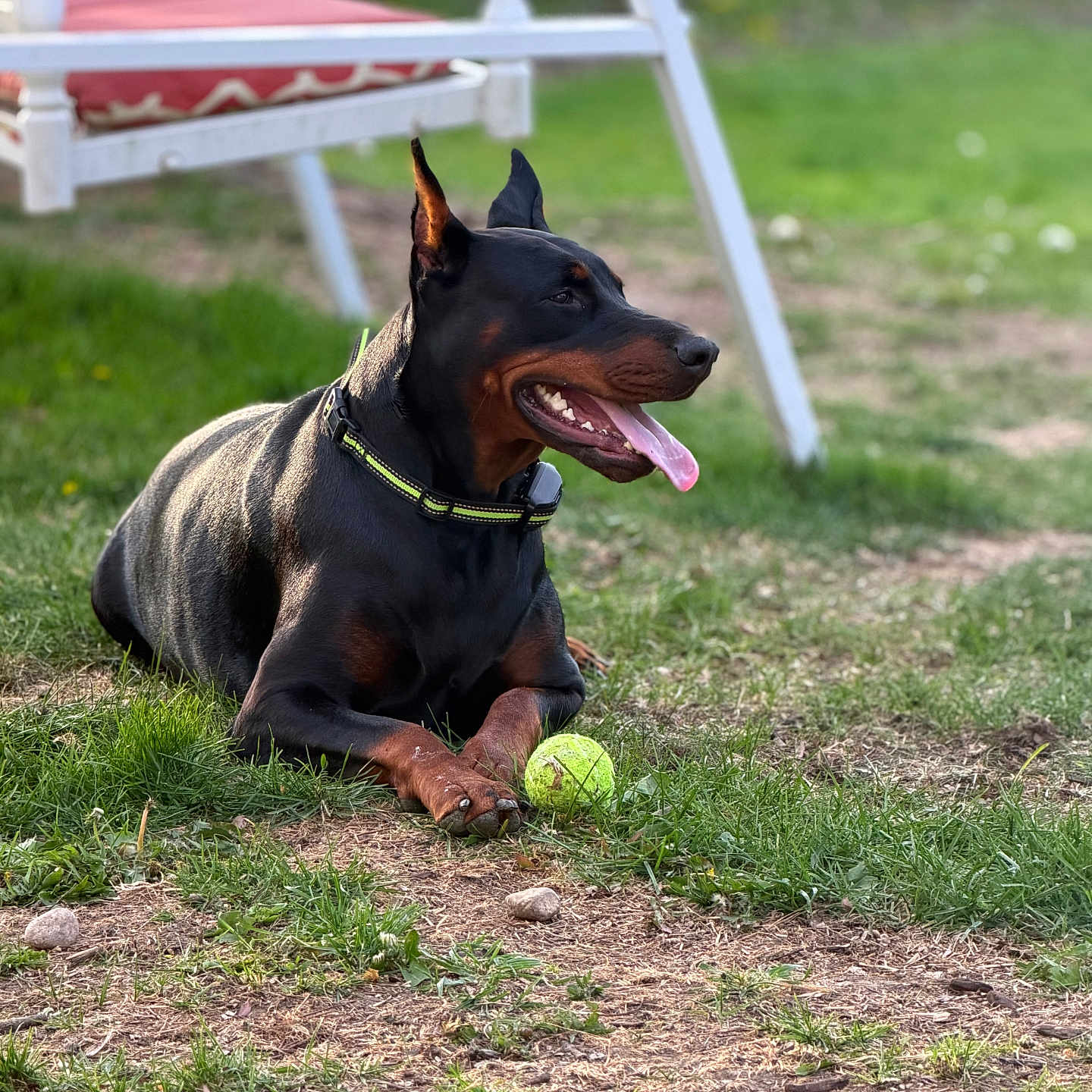 Callie joined the competition — help win amazing prizes! doberman, dog, pet, outdoor, grass, tennis_ball, tongue, collar, animal, canine, playing, sunlight, garden, swing, resting, black_and_brown, ears_up, happy, summer, nature