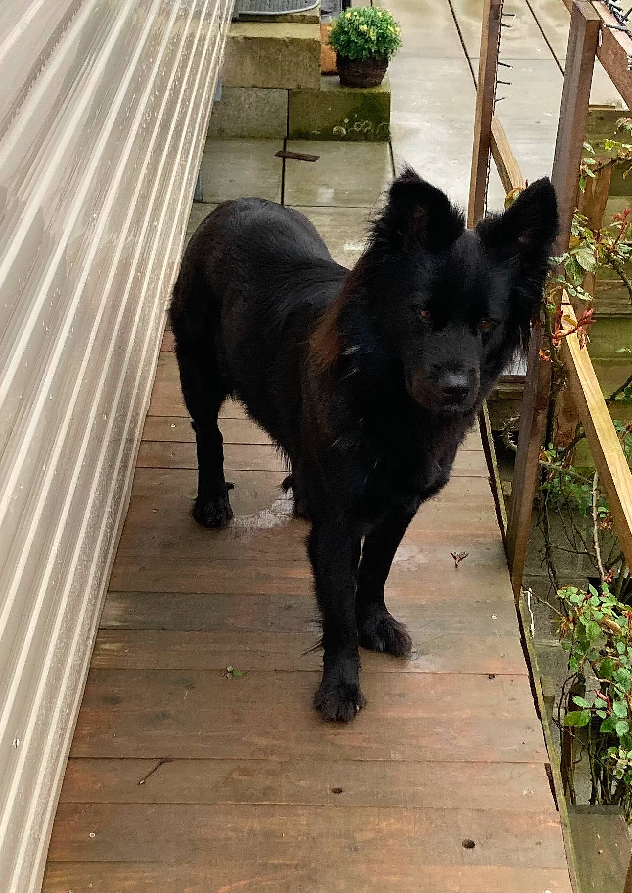 Narnia a rejoint le concours — aidez-le/la à gagner de superbes lots ! black_cat, borador, canidae, carnivore, companion_dog, dog, dog_breed, felidae, flowerpot, guard_dog, houseplant, liver, plant, schipperke, snout, sporting_group, tail, terrestrial_animal, wood, working_animal