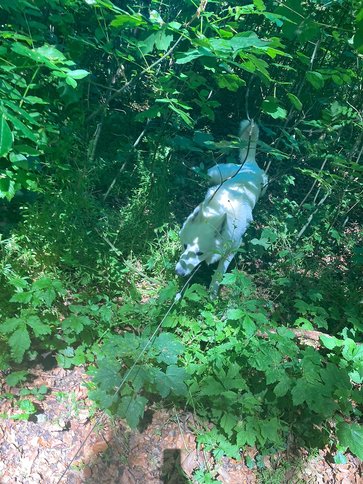 Pixel participe au concours pour gagner de l'argent avec cette photo : annual_plant, beak, bird, electric_blue, feather, forest, grass, groundcover, herb, jungle, natural_landscape, plant, rainforest, shrub, tail, temperate_broadleaf_and_mixed_forest, terrestrial_plant, tropical_and_subtropical_coniferous_forests, wing, woodland