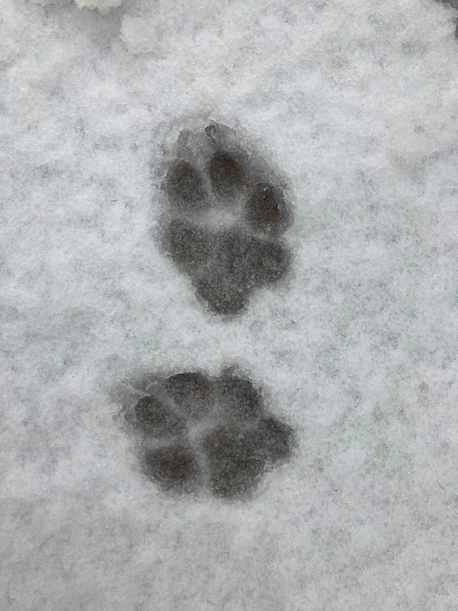 Pixel a rejoint le concours — aidez-le/la à gagner de superbes lots ! art, concrete, font, footprint, freezing, gesture, grey, monochrome, monochrome_photography, pattern, paw, rock, snow, soil, stain, winter