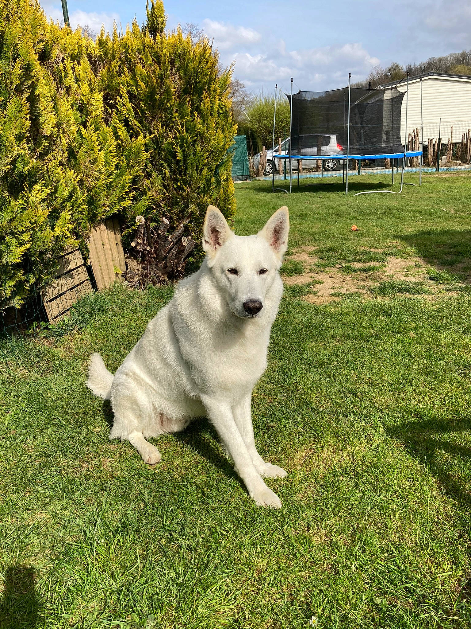 Pixel participe au concours pour gagner de l'argent avec cette photo : ancient_dog_breeds, carnivore, cloud, collar, companion_dog, dog, dog_breed, fawn, garden, grass, grassland, herding_dog, kintamani, non_sporting_group, plant, sky, tail, tree, working_animal, working_dog