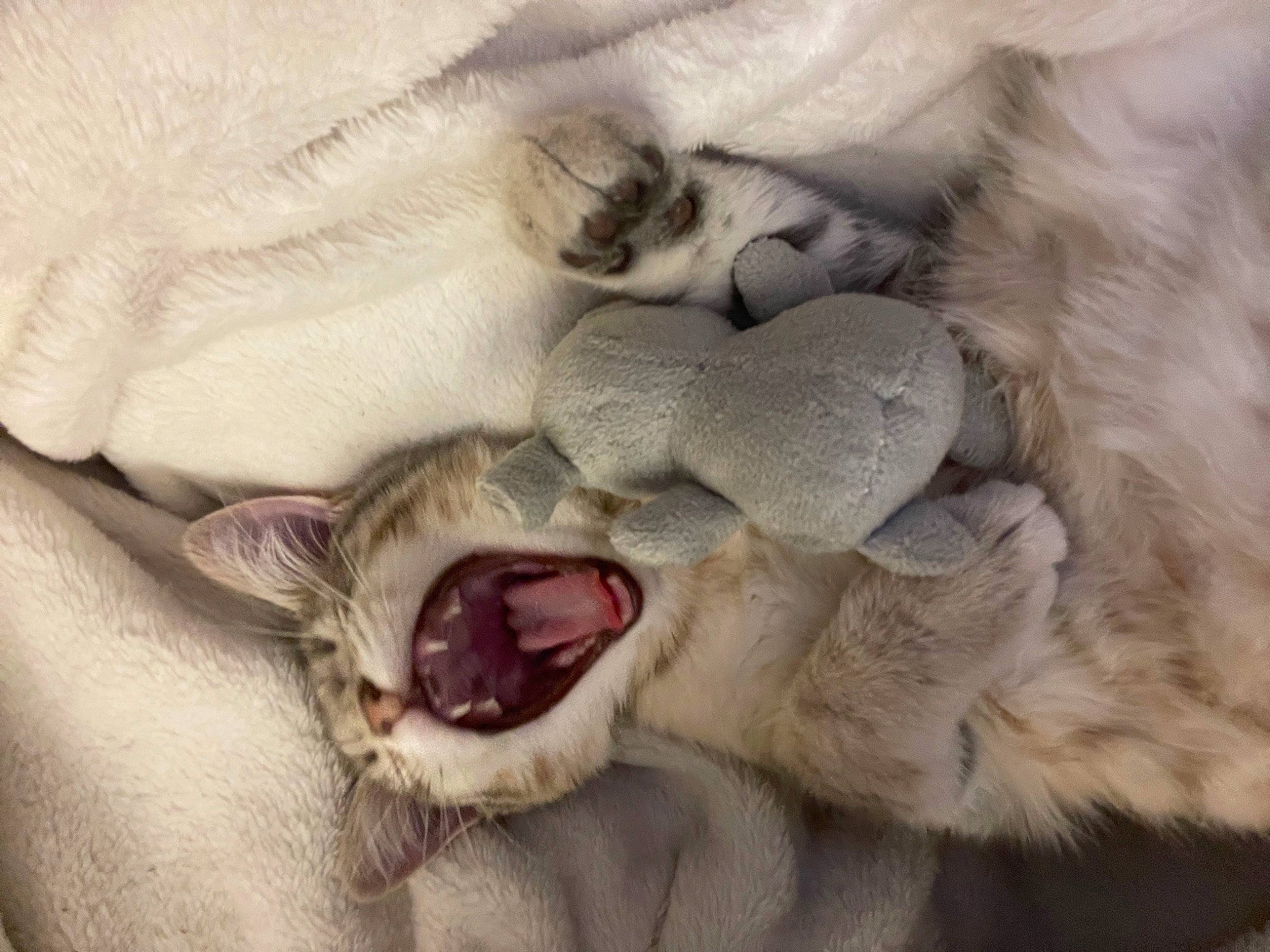 Timon a rejoint le concours — aidez-le/la à gagner de superbes lots ! canidae, carnivore, claw, companion_dog, dog_breed, fang, fawn, felidae, fur, nap, paw, roar, shout, sleep, small_to_medium_sized_cats, snout, sporting_group, terrestrial_animal, whiskers, yawn