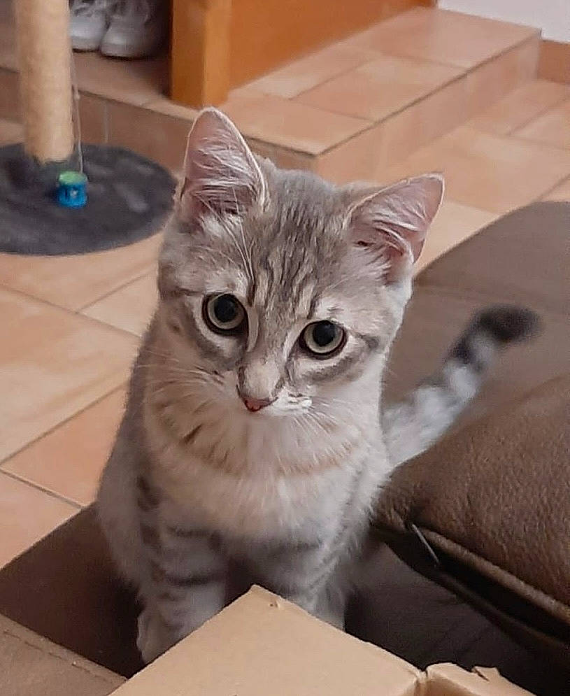 Timon a rejoint le concours — aidez-le/la à gagner de superbes lots ! box, carnivore, cat, comfort, domestic_short_haired_cat, fawn, felidae, flooring, foot, fur, grey, hardwood, paw, sitting, small_to_medium_sized_cats, snout, tail, whiskers, window, wood