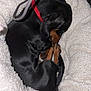 dog, sleeping, bed, blanket, cozy, black_dog, tan_paws, curled_up, pet, animal, indoor, resting, fur, collar, red_collar, cute, small_dog, relaxed, comfort, snug