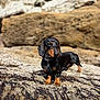 Viktor participe au concours pour gagner de l'argent avec cette photo : dog, dachshund, animal, pet, outdoor, rock, seaweed, barnacles, nature, sunlight, brown, black, fur, collar, small_dog, standing, curious, daylight, closeup, canine