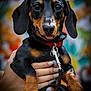 animal, black_and_tan, canine, close_up, collar, colorful_background, cute, dachshund, dog, friendly, fur, hand, leash, nail_art, outdoor, pet, portrait, puppy, small_dog, tongue_out