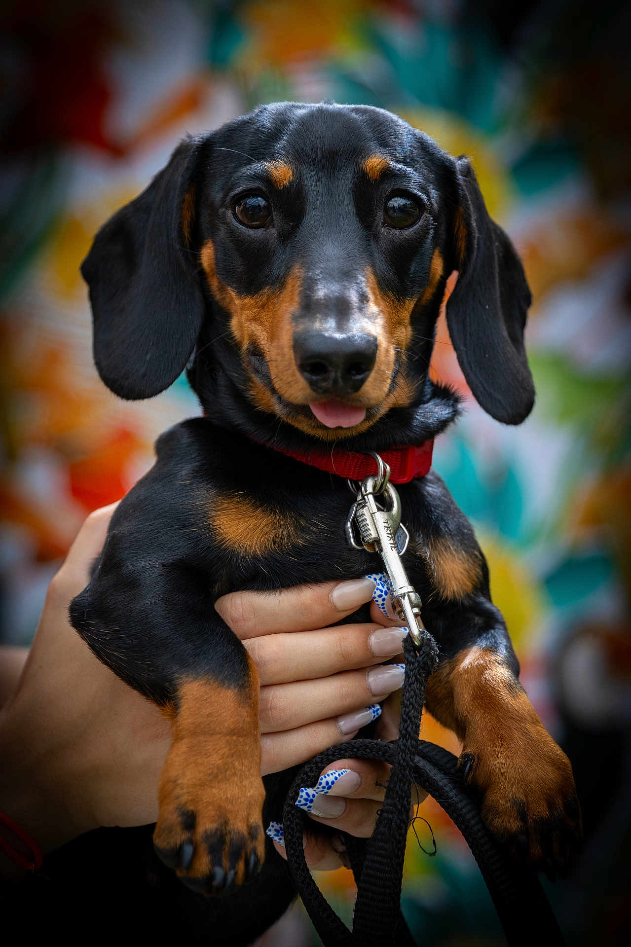 Viktor participe au concours pour gagner de l'argent avec cette photo : dog, puppy, dachshund, black_and_tan, pet, animal, canine, close_up, collar, leash, hand, nail_art, portrait, cute, tongue_out, outdoor, colorful_background, fur, small_dog, friendly