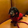dog, puppy, dachshund, red_sweater, leash, leather_couch, indoor, pet, cute, small_dog, animal, cozy, brown, black, looking_up, sitting, close_up, companion, adorable, domestic_animal