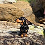 Viktor participe au concours pour gagner de l'argent avec cette photo : dog, dachshund, outdoor, rock, seaweed, sunlight, pet, animal, nature, canine, closeup, portrait, small_dog, black_and_tan, collar, standing, rocky_surface, daylight, wildlife, scenic