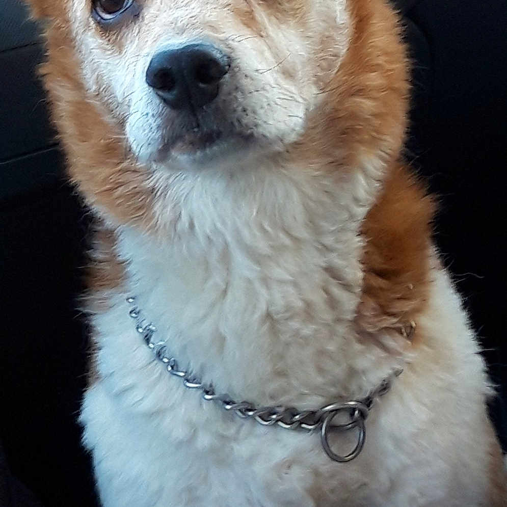 Benji