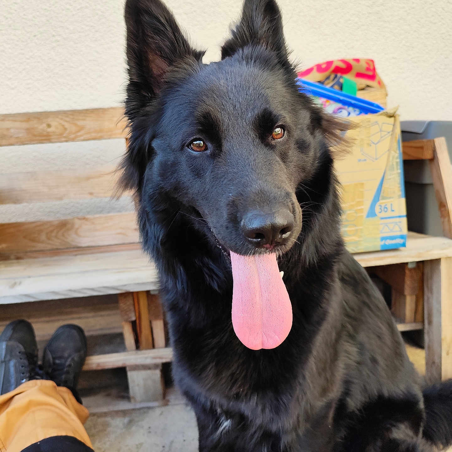 Umbra participe au concours pour gagner de l'argent avec cette photo : animal, bench, black_dog, box, canine, companion, dog, domestic, ears, floor, fur, german_shepherd, happy, indoor, looking, pet, sitting, tongue, tongue_out, wooden_bench
