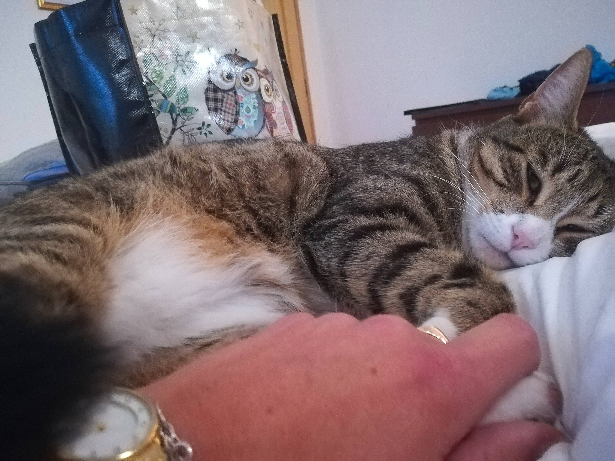 Sheldon participe au concours pour gagner de l'argent avec cette photo : bed, blue, carnivore, cat, comfort, eye, felidae, finger, hand, head, human_body, mammal, nap, photograph, sitting, sleep, small_to_medium_sized_cats, textile, vertebrate, whiskers