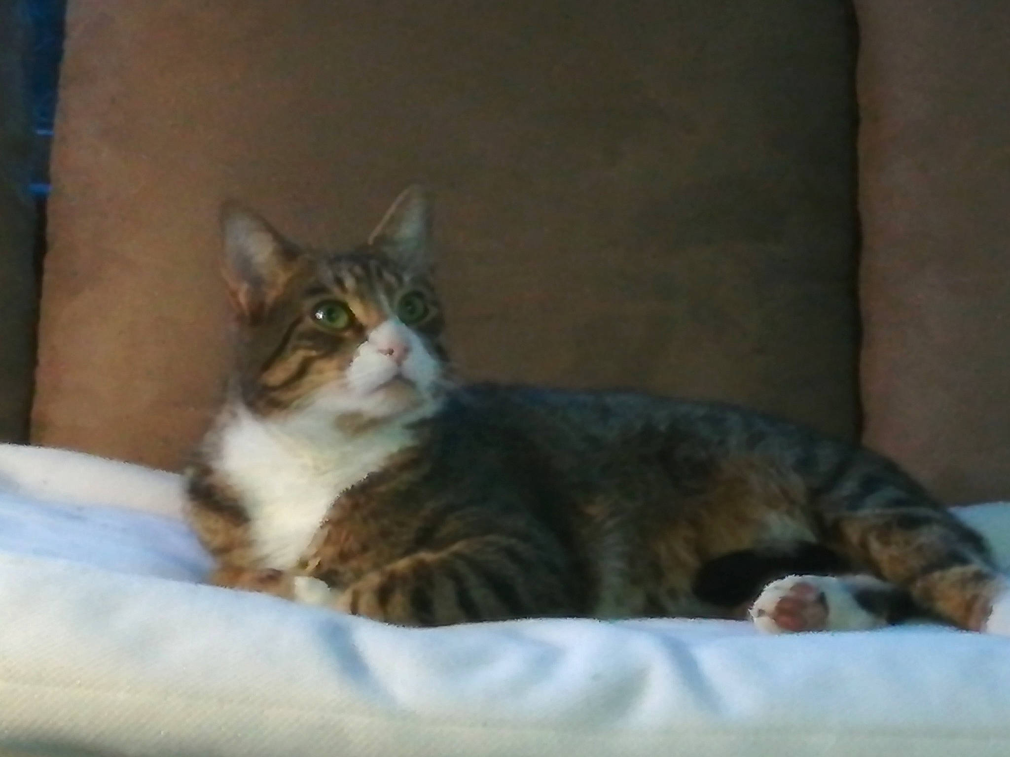 Sheldon a rejoint le concours — aidez-le/la à gagner de superbes lots ! carnivore, cat, comfort, domestic_short_haired_cat, felidae, fur, mammal, small_to_medium_sized_cats, snout, tabby_cat, tail, toe, vertebrate, whiskers