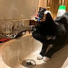 basin, bathroom_sink, black_cat, cabinet, chrome_faucet, close_up, countertop, curious, drain, faucet, grooming_brush, indoor, mirror, pet, sink, toiletries, toothbrush, tuxedo_cat, whiskers, white_paws