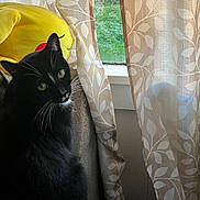 Sushi is registered to the contest to win money with this photo: black_cat, cat, chain_link_fence, couch, cozy, curtains, ears, emoji_pillow, eyes, greenery_outside, home_interior, indoor, natural_light, pet, plush_pillow, portrait, sitting, upholstery, whiskers, window