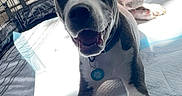 Theon Greyjoy is registered to the contest to win money with this photo: dog, puppy, crate, pet, playful, indoor, animal, white, gray, collar, tag, paw, ears, nose, mouth, fur, cute, young, resting, sunlight