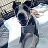 dog, puppy, crate, pet, playful, indoor, animal, white, gray, collar, tag, paw, ears, nose, mouth, fur, cute, young, resting, sunlight