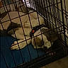 Theon Greyjoy is registered to the contest to win money with this photo: dog, crate, cage, pet, resting, indoor, floor, collar, relaxed, animal, canine, sleeping, blue_cushion, metal_bars, domestic, furniture, home, quiet, cozy, brown_and_white