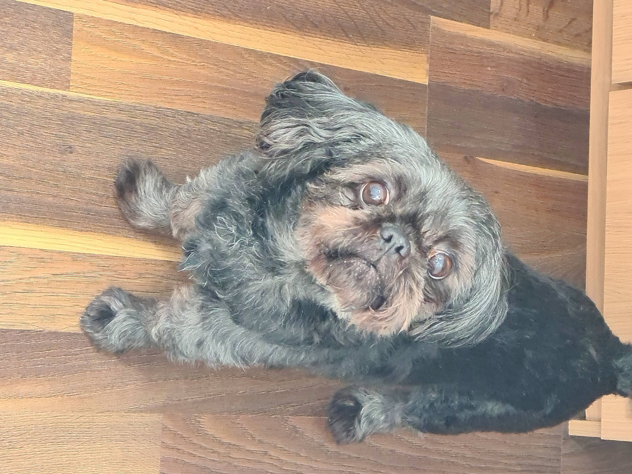 Geoffrey is registered to the contest to win money with this photo: affenpinscher, canidae, carnivore, companion_dog, dog, dog_breed, ear, fur, puppy, schnoodle, snout, sporting_group